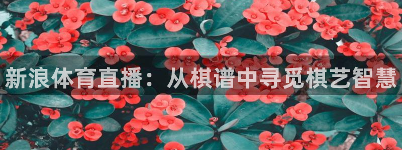 857体育赛事直播平台：新浪体育直播：从棋谱中寻觅棋艺智慧